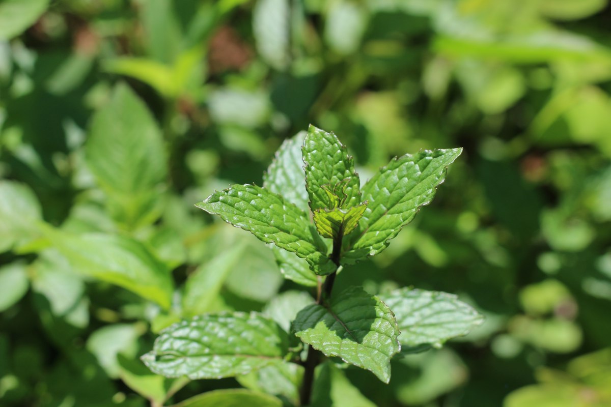 Gingerthyme Wellness workshop and gathering space